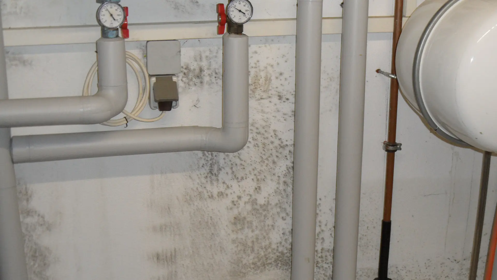 Mikrobiologische Probenahme Schimmelpilz Straubing Analytik