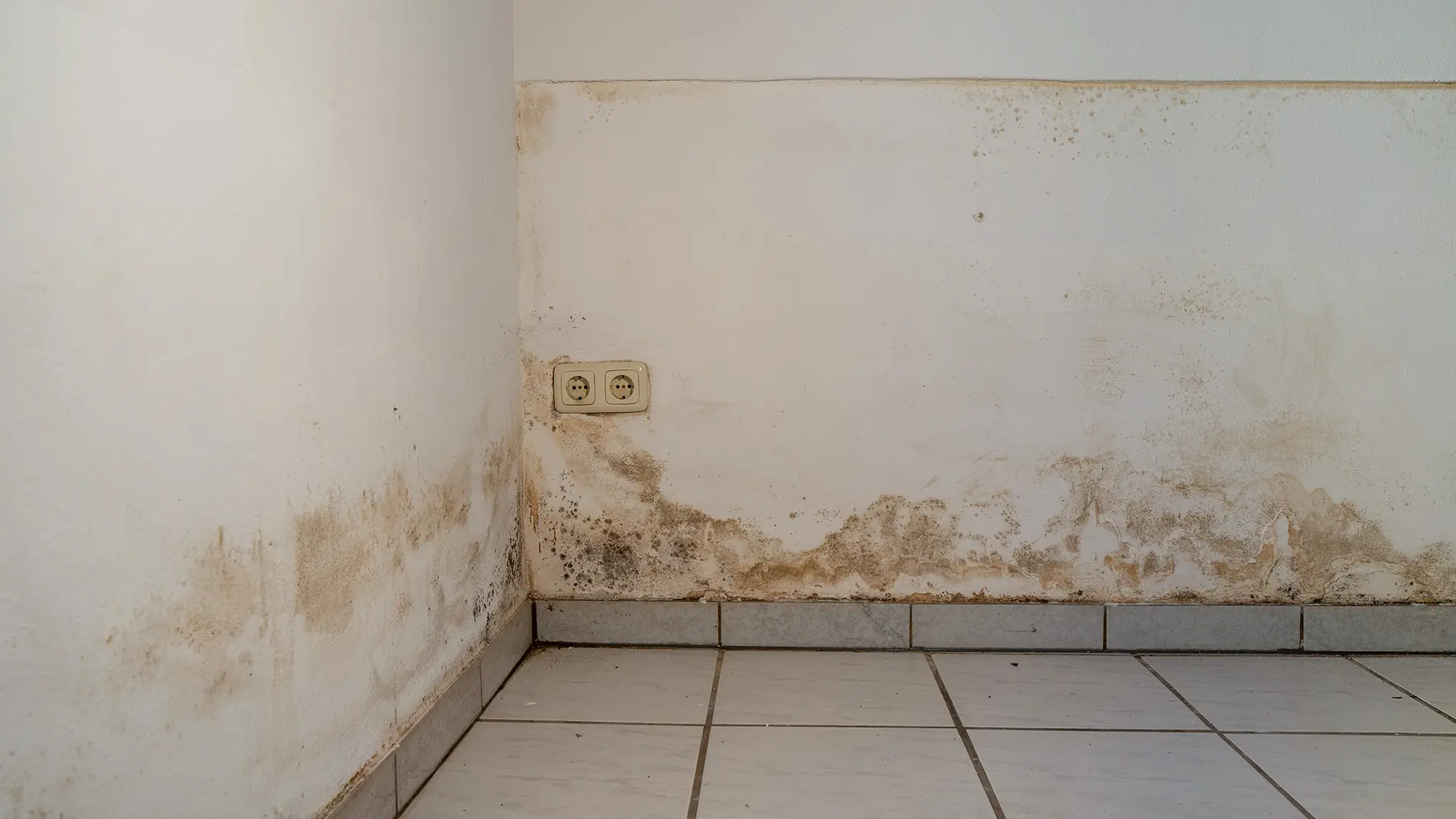 Fachgerechte Schimmelsanierung Straubing WTA Standard