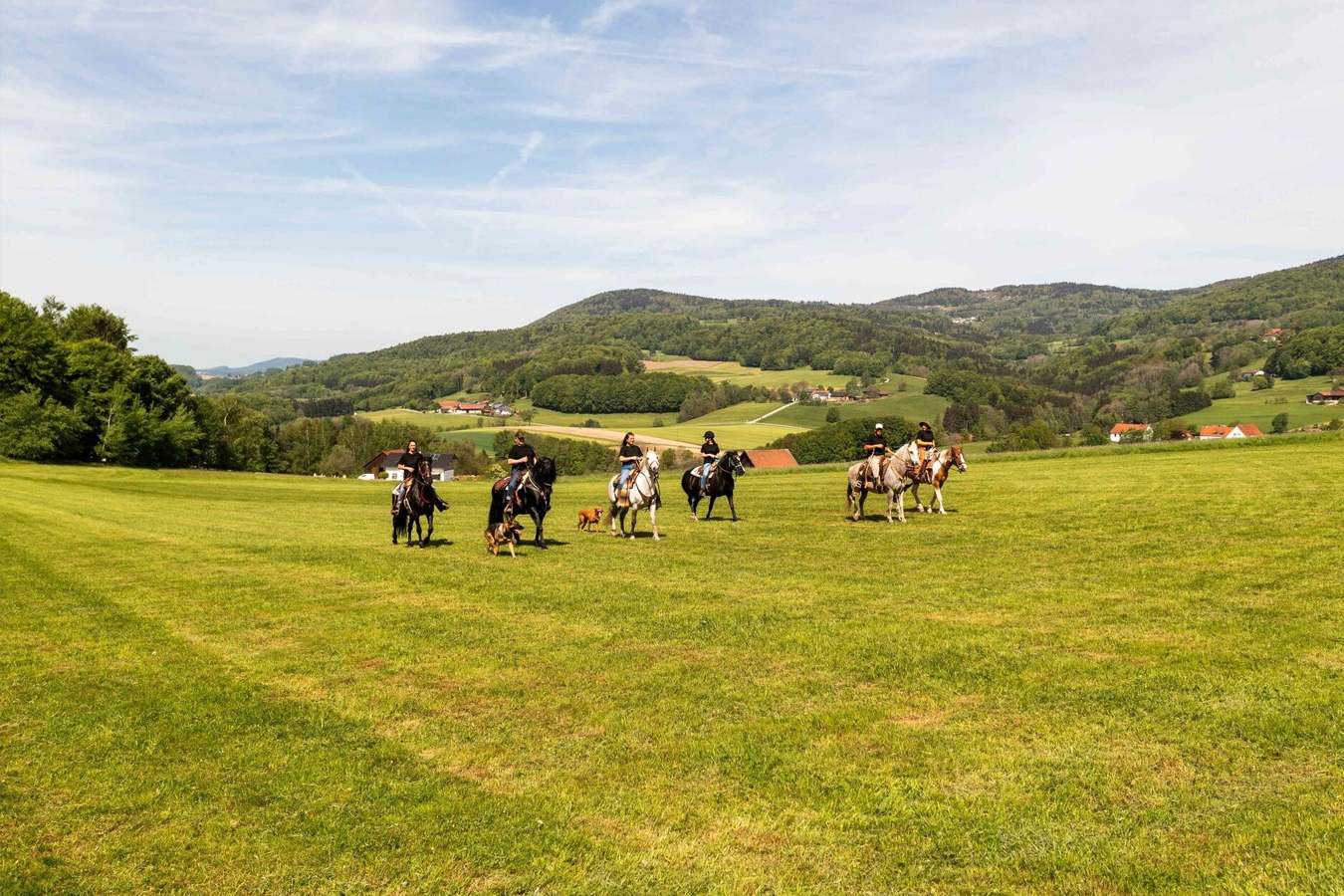 70 Punkte, ½-Punkt Schritt, von -1 ½ bis + 1 ½, Note, benotet, korrekt, Ausführung, Schwierigkeitsgrad, Strafpunkt, Penalties, Fehler, Summe, Einzelbewertung, Gesamt-Score, Reiningpferd, Anforderung, Körper, Psyche, Pferd, ideal, gut, bemuskelt, kompakt, wendig, stark, Nerven, Sensibilität, hohe, Tempo, gelassen, hinnehmen, heftig, Körperbau, Temperament, grundsätzlich, Pferderasse, Reiningsport, Westernpferderasse, American Quarter Horses, Paint, Ausrüstung, Showarena, langärmlig, Hemd, Kragen, Jeans, Stiefel, Westernhut, Chaps, Sporen, gepflegt, Bild, Kleidung, Satteldecke, idealerweise, farblich, abgestimmt, Reiningsattel, Dressursattel, richtig, Sitz, 3-jährig, 4-jährig, Prüfung, beidhändig, Trense, Snaffle Bit, gebisslos, Hackamore, Bosal, einhändig, Kandare, Bit, Älter, Bestandteil, Beschlag, speziell, Sliding Plates, besonderes, Eisen, Hinterhuf, meterlang, Gleiten, Hinterhand, Freizeit, Zucht, Sport, Futurity, AQHA, DQHA, Horsemanship, Camp, Freizeitreiter, Turnierreiter, Jugendlich, Erwachsen, hinterfragen